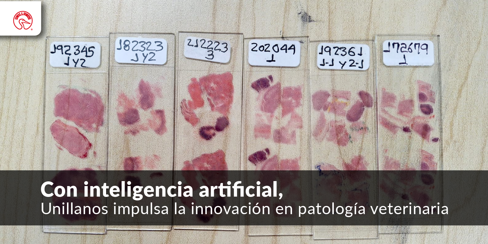 Con inteligencia artificial, Unillanos impulsa la innovación en patología veterinaria 